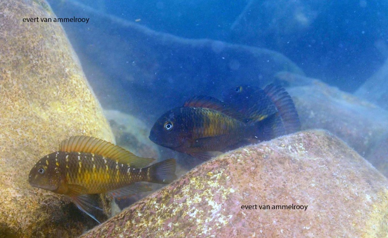 Tropheus moorii 'Mbita Island'